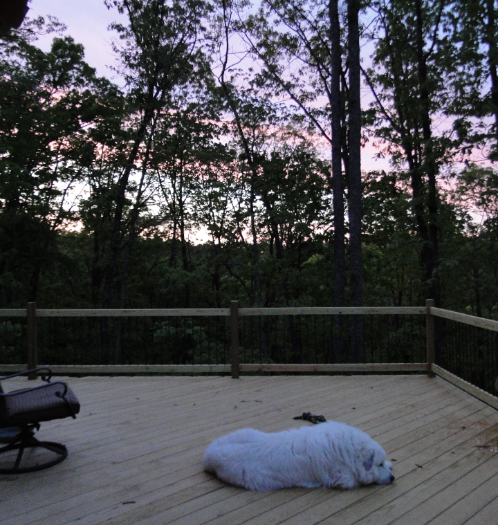 Bear Relaxing On The Deck