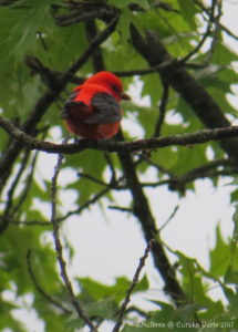 Scarlet Tanager - Male
