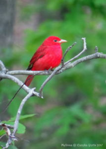 Summer Tanager - Male